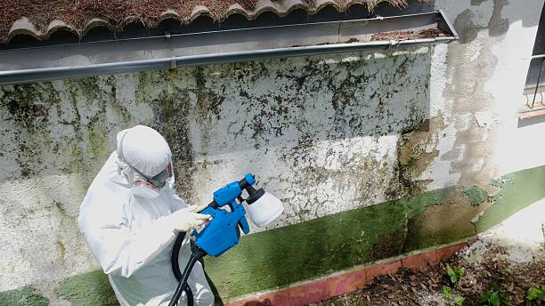 Top rated local Mold Removal specialists in Herndon, PA